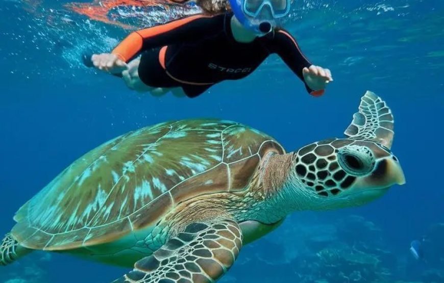 Scuba Diving Full Day Boat Trip for Beginners
