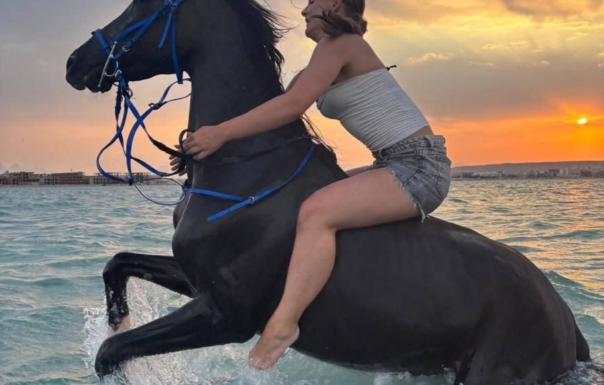 Horse Riding & Swimming in the Red Sea – Hurghada