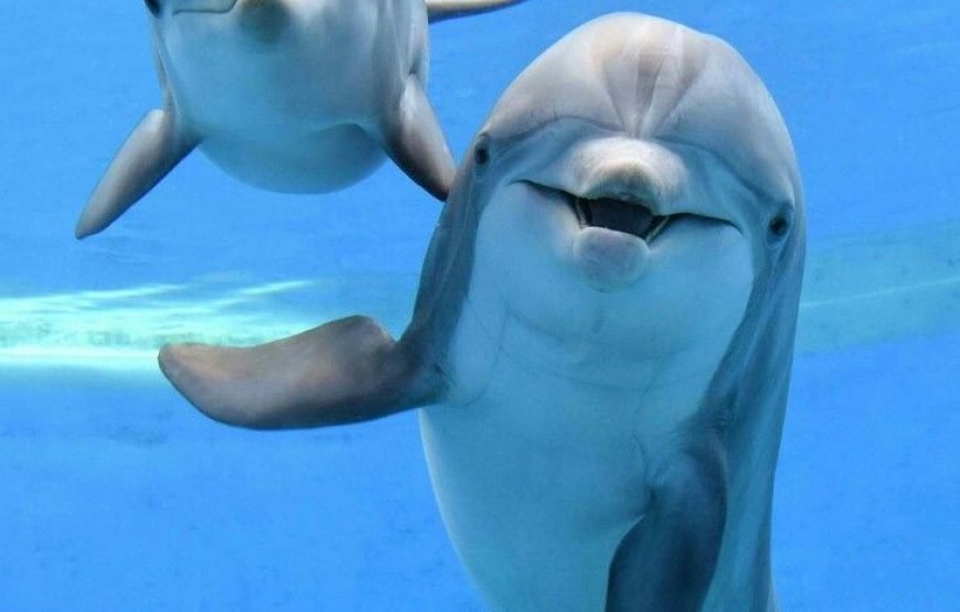Dolphin House Snorkeling Trip from Hurghada