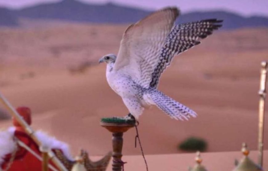 Jeep Safari to Bedouin Village – Adventure & Culture