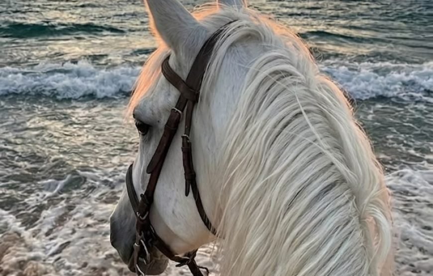 Horse Riding & Swimming in the Red Sea – Hurghada