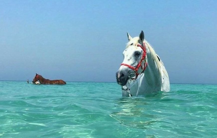Horse Riding & Swimming in the Red Sea – Hurghada