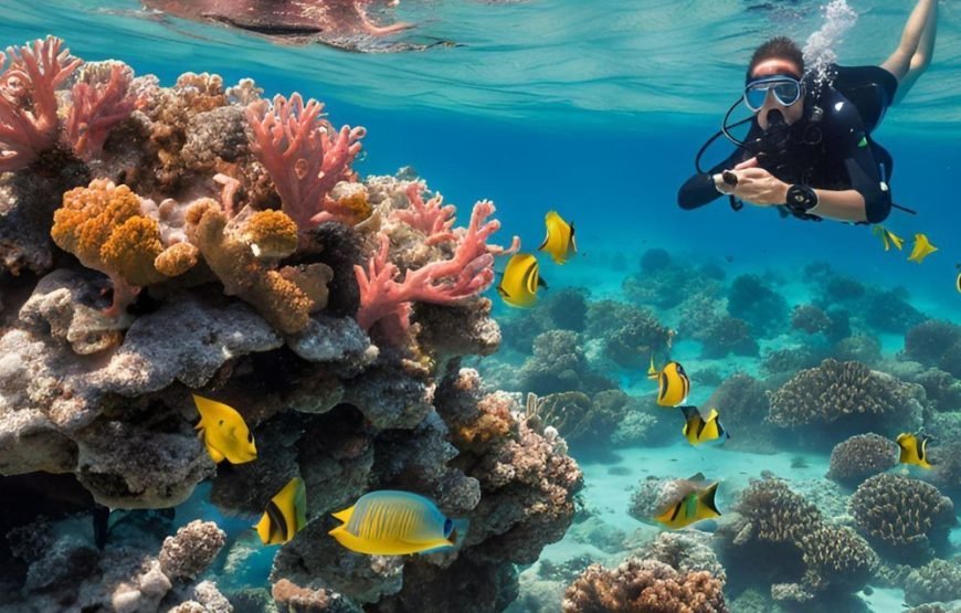Dolphin House Snorkeling Trip from Hurghada