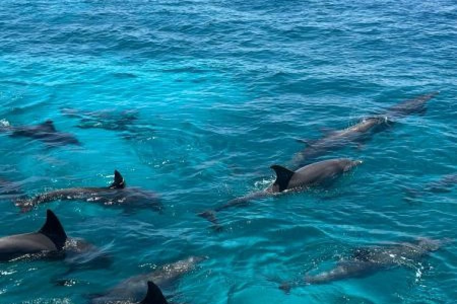🐬 VIP Dolphin House Snorkeling Trip from Hurghada – Small Group Luxury Experience