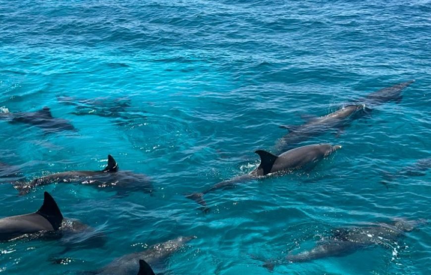 Scuba Diving Full Day Boat Trip for Beginners