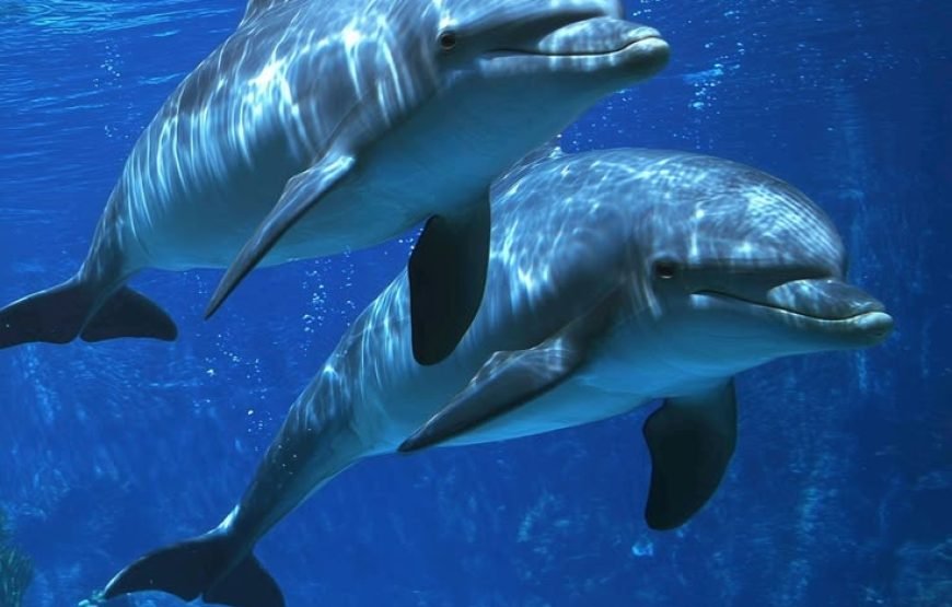 Dolphin House Snorkeling Trip from Hurghada