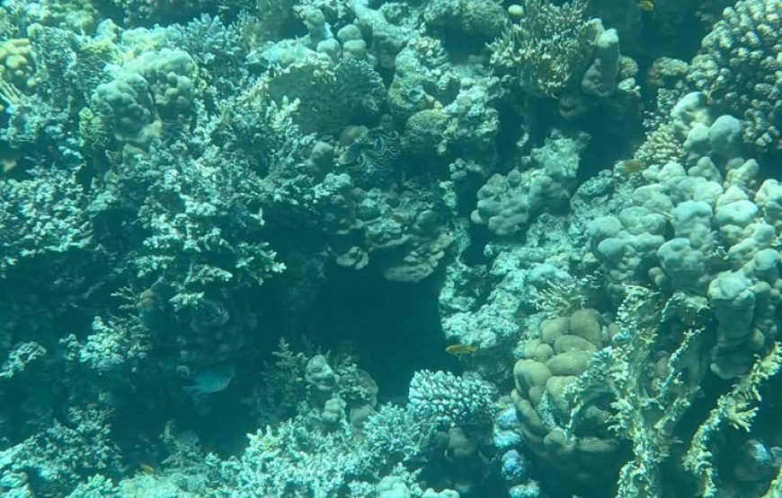 Dolphin House Snorkeling Trip from Hurghada